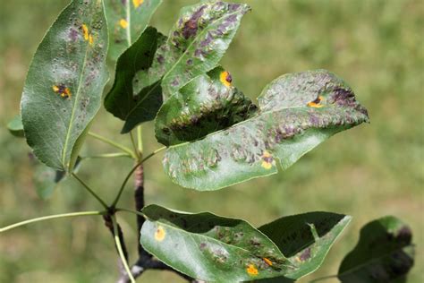 Pear Leaf Blister Mite | Garden Pests & Diseases | Gardening Tips | Thompson & Morgan