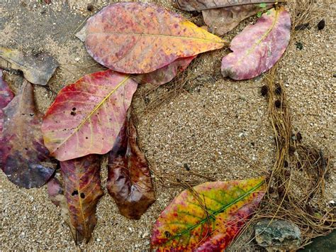 The Texture Of Dry Autumn Brown Leaves On The Ground Stock Image