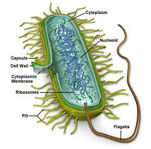 Medical Lab Science: The bacterial cell structure