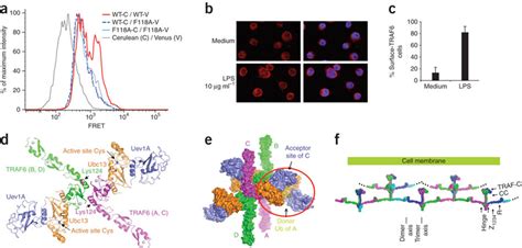 Traf Oligomerization A Measurement Of Traf Self Association By