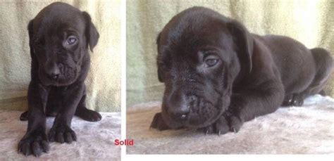 Mastidane Daniff Puppies (English Mastiff x Great Dane) for Sale in ...