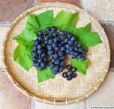 Viveiro Ciprest Plantas Nativas E Exóticas Uva Isabel Preta Vitis