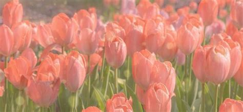 Many Pink Tulips Are Blooming In The Field