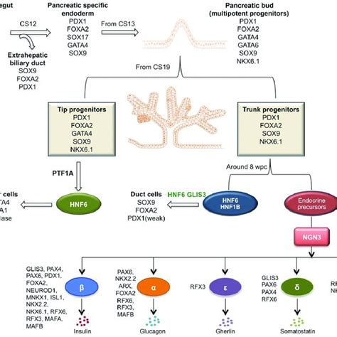 Transcription Factor Tf Regulatory Network Of Human Pancreas