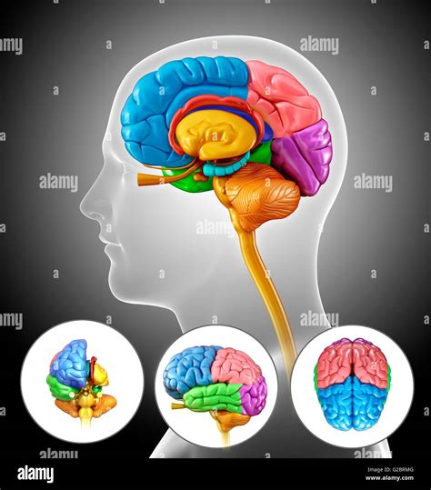 Human Anatomy With Brain Illustration Hi Res Stock Photography And