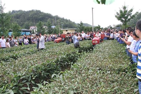 全国茶园机械化生产装备技术培训及现场演示观摩会在陕西汉中成功举办