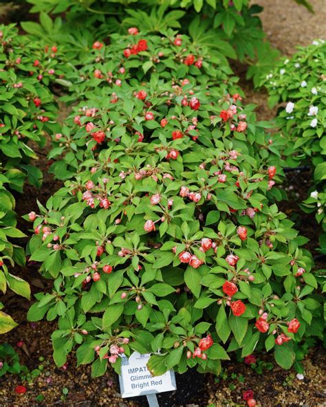 Impatiens Glimmer Bright Red Truck Crops Trial Garden