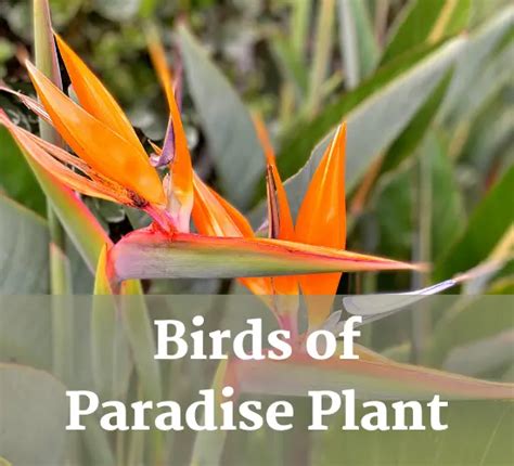 Do All Birds Of Paradise Flower The Ultimate Guide To Growing And