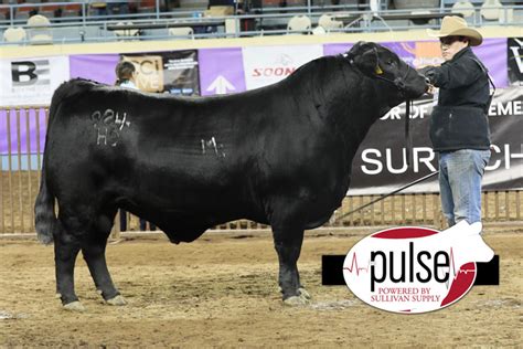 Cattlemens Congress Open Ultra Black Bulls The Pulse