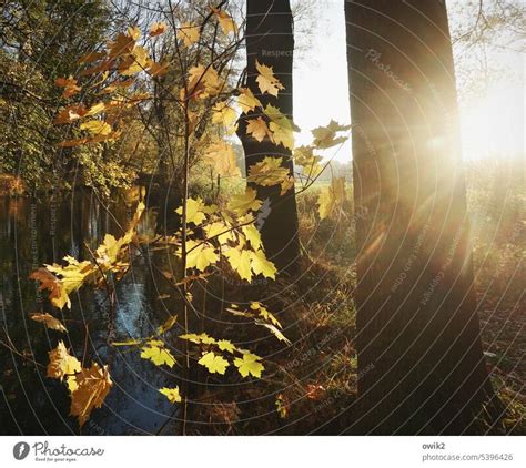 Jungbaum Ahornbl Tter Wald Ein Lizenzfreies Stock Foto Von Photocase