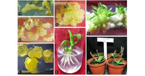 In Vitro Regeneration Of Ledebouria Revoluta Through Callus Mediated