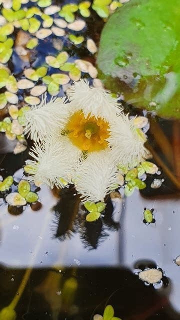 Lilly Pad Pond Flower Aquatic Free Photo On Pixabay Pixabay