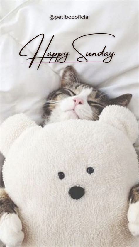 Sleeping cat - hello Sunday - happy Sunday - cute cat - kitty cat - cat ...