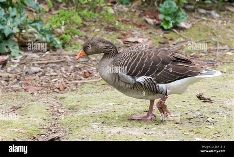 Goose stepping bird hi-res stock photography and images - Alamy