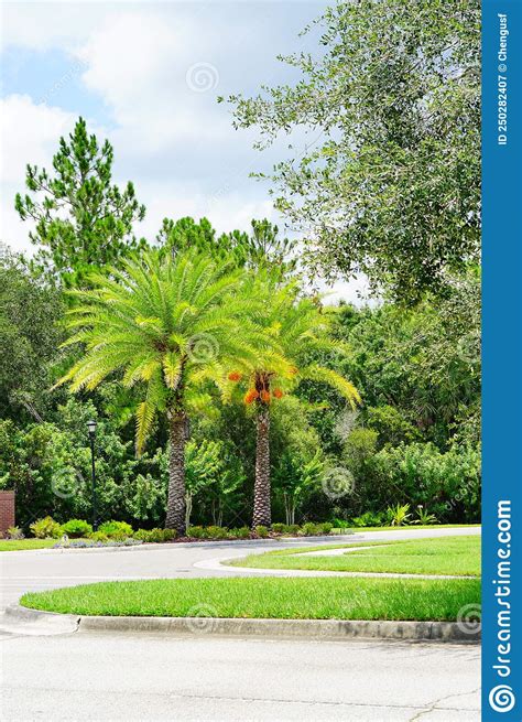 Hanging Orange Palm Tree Fruit Stock Image Image Of Leaf Close 250282407