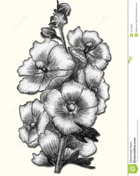 Flowers Drawing Pictures Pencil at GetDrawings | Free download