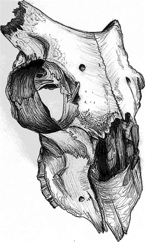 Animal skull biro drawing, animal structure project, Kat Russell ...