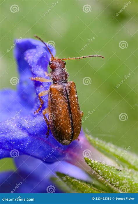 Leaf Beetle Donacia Vulgaris On A Blue Petal In The Forest Stock Image