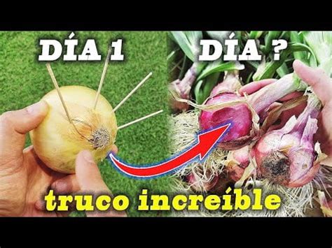 Cultivar Cebolla En Agua Para Un Cultivo Exitoso