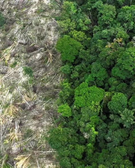 Desmatamento Na Amaz Nia Registra Queda De No Pantanal De