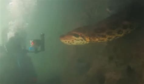 Anaconda Gigante Avvistato In Mare Il VIDEO Impressionante