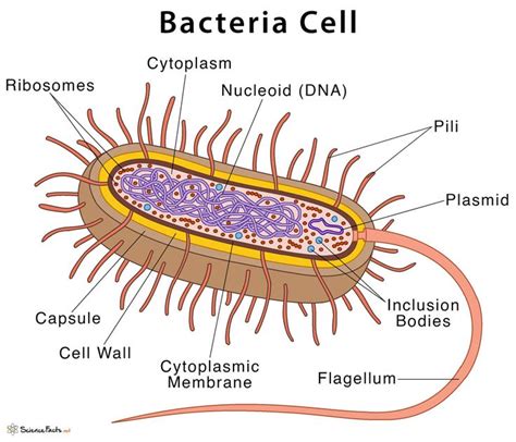 Bacteria: Definition & Characteristics With Examples & Diagram in 2024 ...