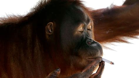 Cigarette-smoking orangutan forced to go cold turkey | CTV News