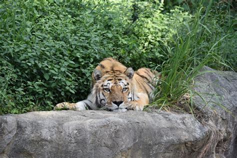 弟弟過世後悶悶不樂竹市動物園明星老虎「六福」睡夢中離世│動物明星│tvbs新聞網