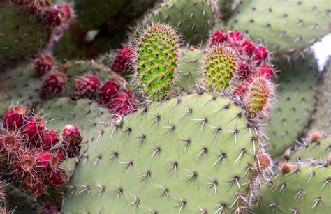 Premium Photo | Tuna cactus fruit, prickly pear, cactus pear.