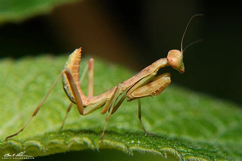 Praying Mantis Nymph