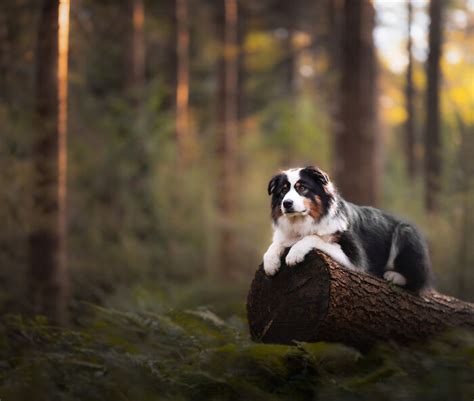 Here Are 22 Of My Favorite Photos Of Dogs I Took During Autumn (New ...