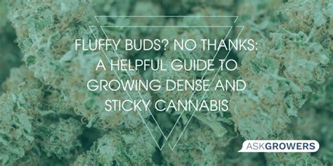 Fluffy Weed Buds Helpful Tips On How To Avoid Them Askgrowers