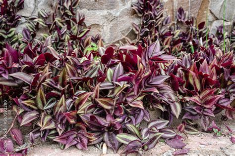 Tradescantia Zebrina Formerly Known As Zebrina Pendula Is A Species