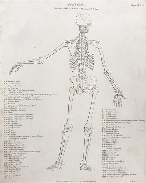 Anatomy – Skeleton Back - Trowbridge Gallery