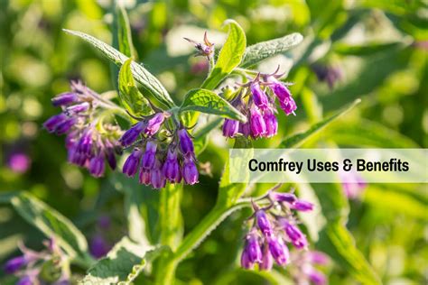 Comfrey Uses And Benefits From Stomach To Skin And More