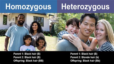 Difference Between Homozygous and Heterozygous Traits | YourDictionary