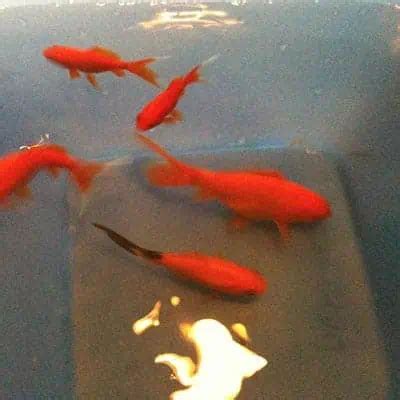 Comet Goldfish Guide (Facts, Care, Lifespan) - Pond Informer