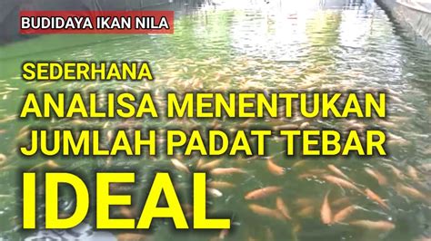 Cara Menghitung Jumlah Padat Tebar Ideal Ikan Nila Analisa Versi