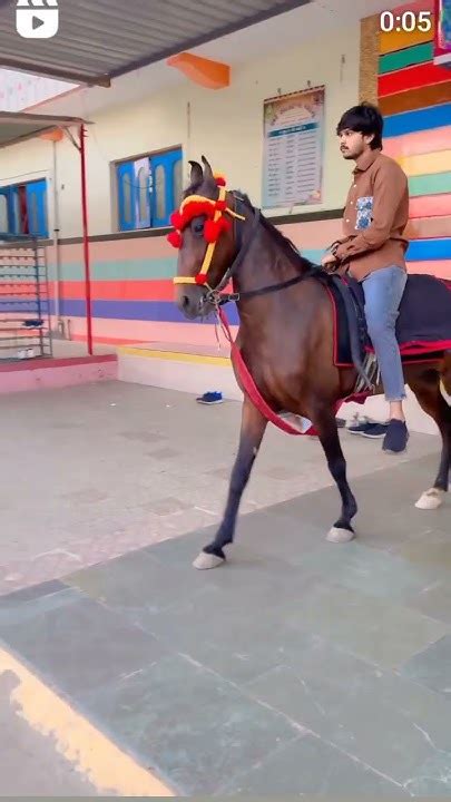 🙏📿 Jay Babari 🙏📿 Ha Pistol Ha ️ Horse Attitude Short Video Tandig