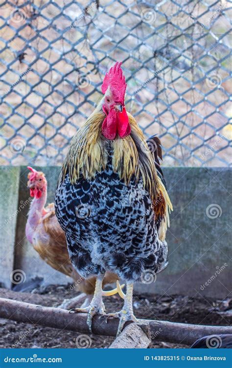 Rooster On The Farm Chicken With A Naked Neck Is For The Cock Stock