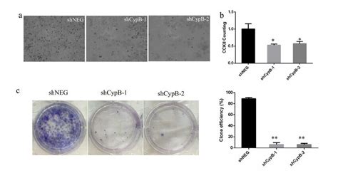 Cypb Knockdown Suppressed Proliferation In Hec 1 B Cells A The Download Scientific Diagram