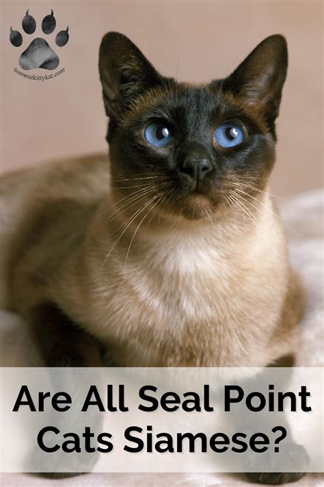 Seal Point Cats and Siamese: Understanding the Connection