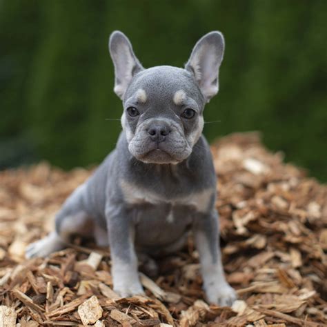 Reserved Lilac And Tan Female French Bulldog Puppy Looking For Her