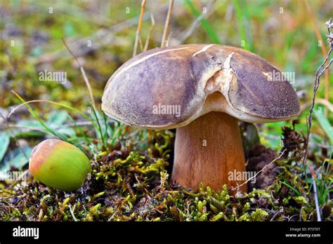 Boletus Aereus Mushroom Also Known As The Dark Cep Or Bronze Bolete