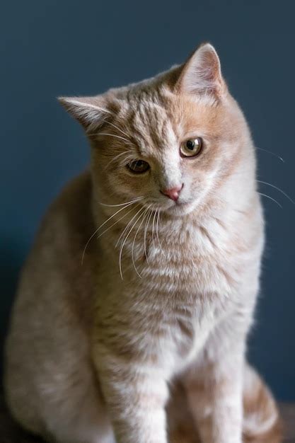 Premium Photo Portrait Of A Cute Sad Kitten On A Blue Background