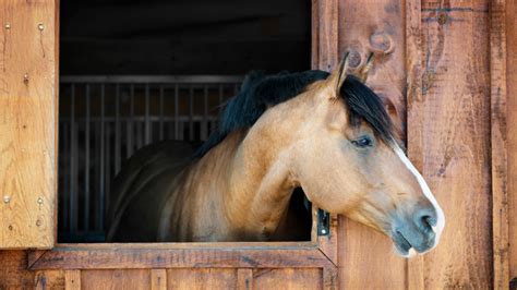 7 Stall Boredom Busters for Your Horse - Product Spotlight | FarmVet Blog