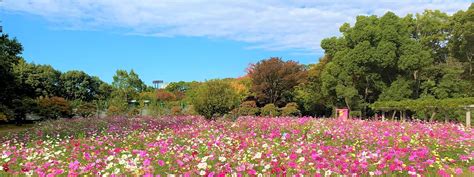 グラスフェア イベント情報 大阪市立長居植物園