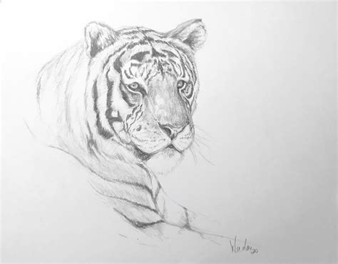 Original Tiger Pencil Drawing Nicolae Art Animal Artist Nicole Etsy