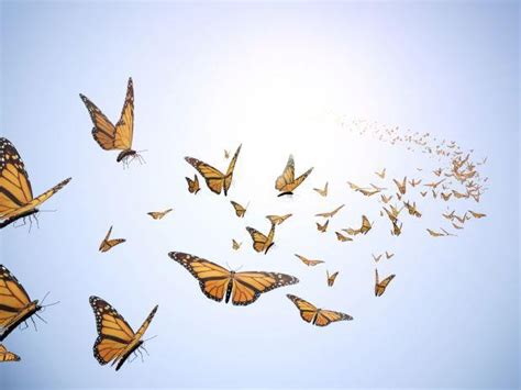 Butterflies In Flight Butterflies Flying Fly Drawing Butterfly