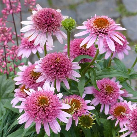 Echinacea Butterfly Kisses Ехинацея Пеперудени целувки Цветя